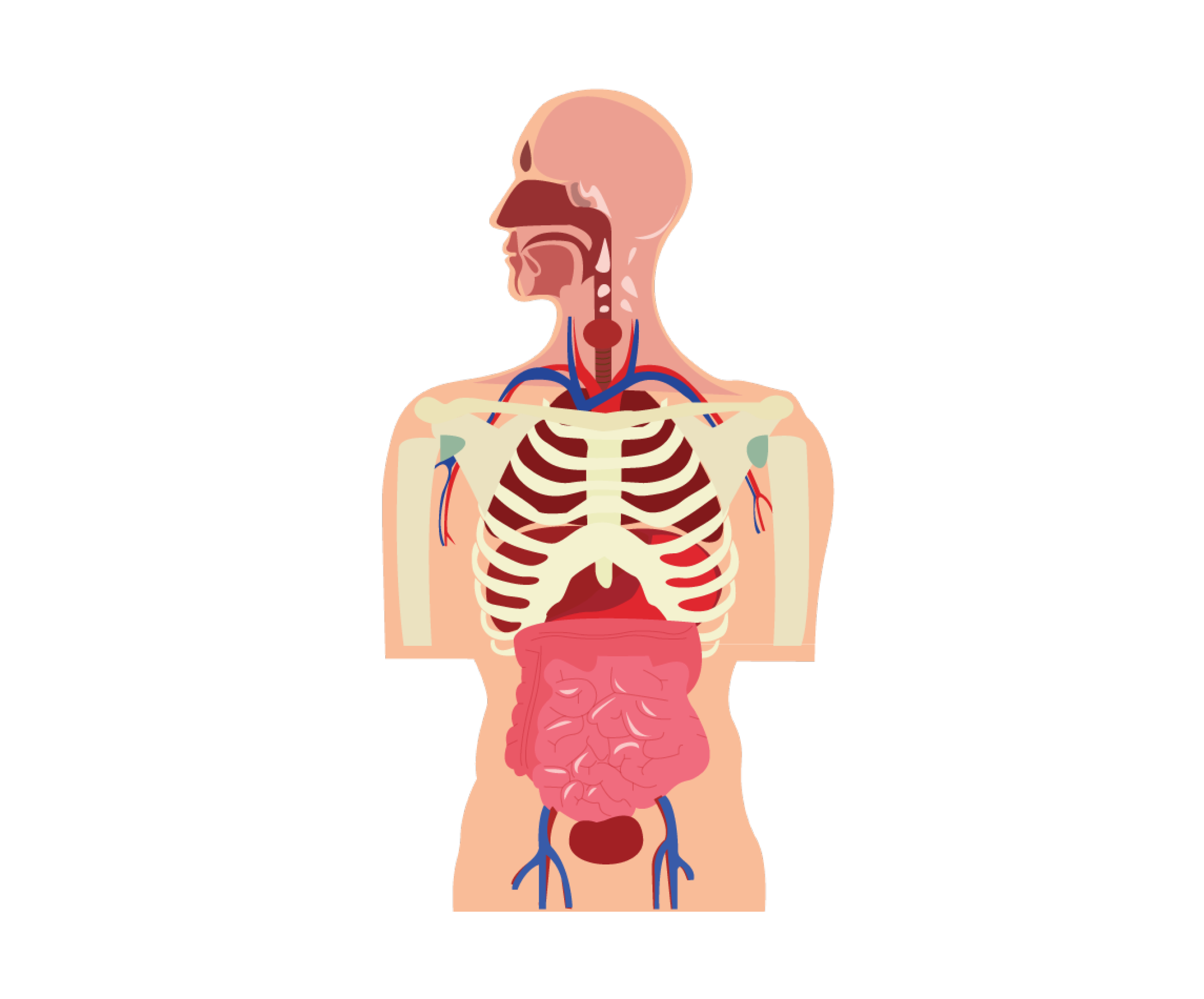 Human Body diagram