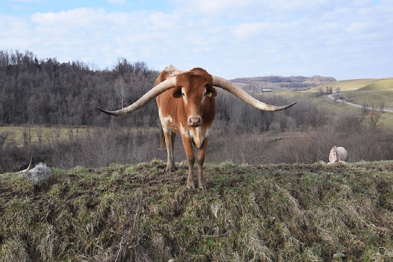 亨德里斯堡的长角牛。照片由Ted Auch拍摄。