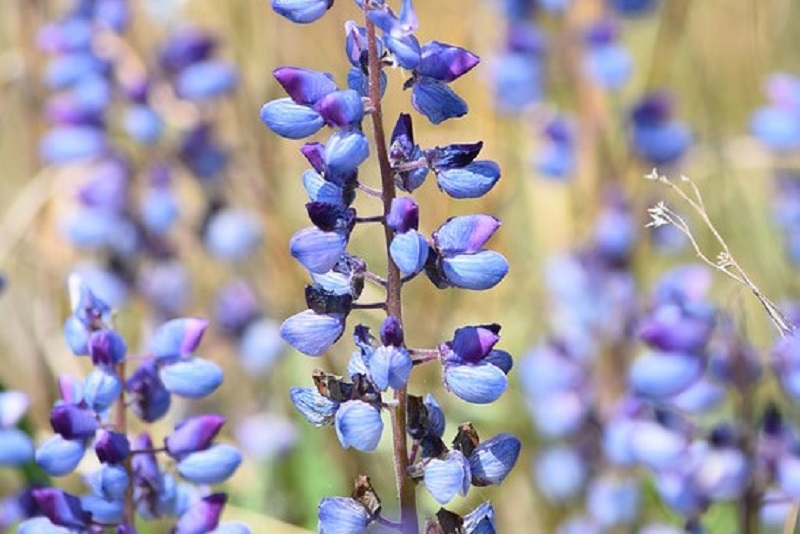 伊利诺伊州纳丘萨草原上的羽扇豆花。