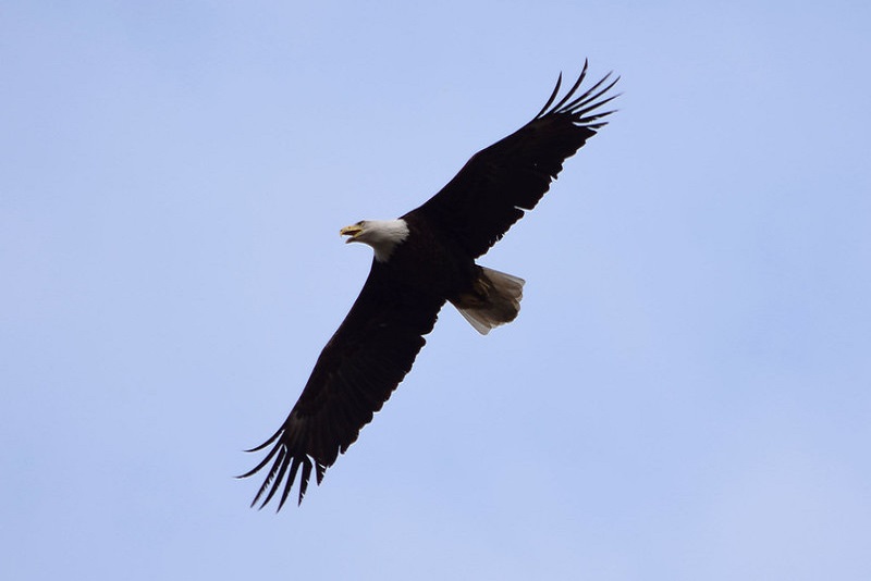 秃鹰飞过煤矿在Alledonia, OH。照片由Ted Auch拍摄。